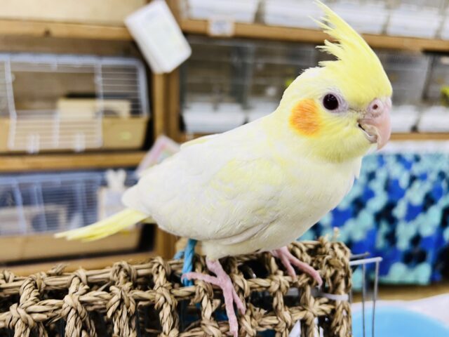 オカメインコ