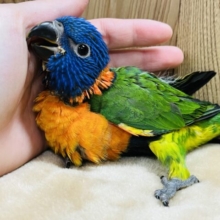 【最新画像更新🪄】ハデハデ✨アカエリゴシキセイガイインコ ヒナ