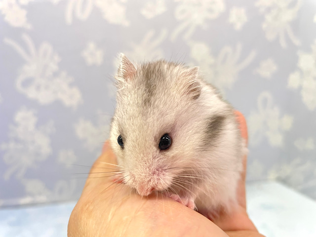 ゴールデンハムスター