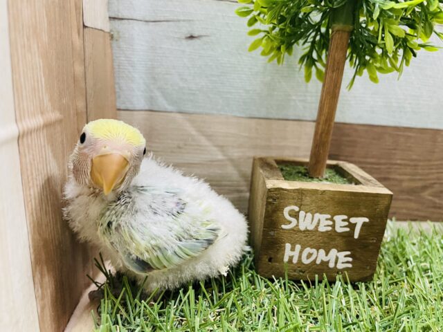 コザクラインコ（小桜インコ）