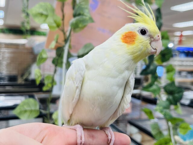 オカメインコ