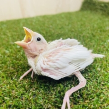 ぴゅあぴゅあ純白文鳥さん！　白文鳥