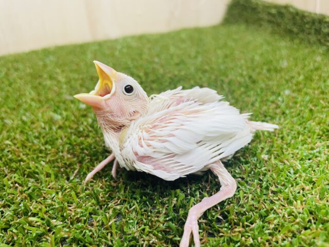 ぴゅあぴゅあ純白文鳥さん！　白文鳥