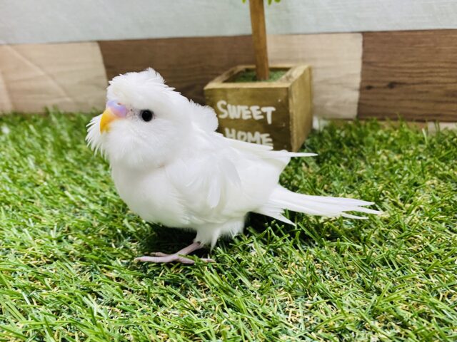 羽衣セキセイインコ