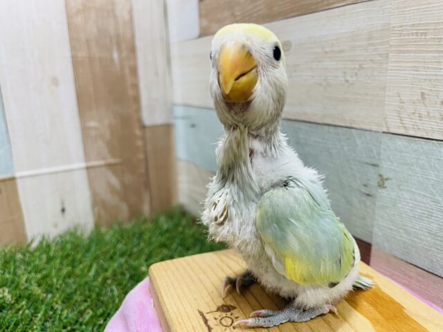 コザクラインコ（小桜インコ）