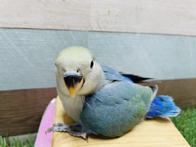 最新画像有り☆ふわふわブルーの可愛いコ！コザクラインコのブルーチェリー！