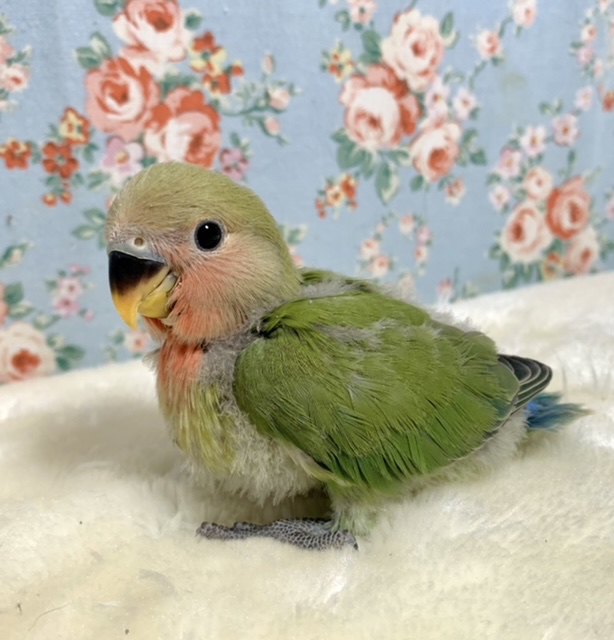 コザクラインコ ノーマル 🍀✨️ 1/5