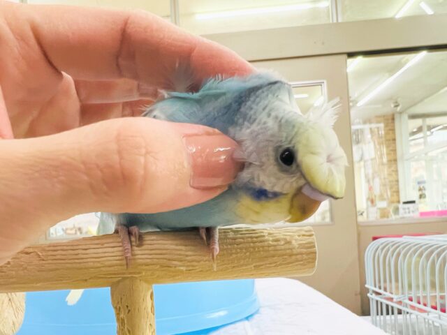 羽衣セキセイインコ