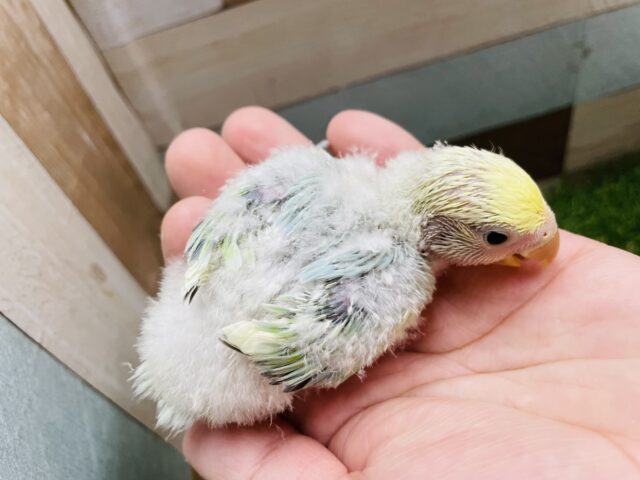 コザクラインコ（小桜インコ）