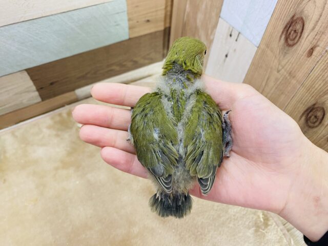 コザクラインコ（小桜インコ）