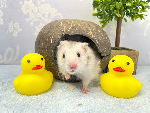 ゴールデンハムスター