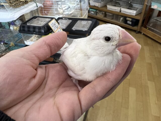 白文鳥