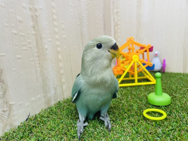 コザクラインコ（小桜インコ）