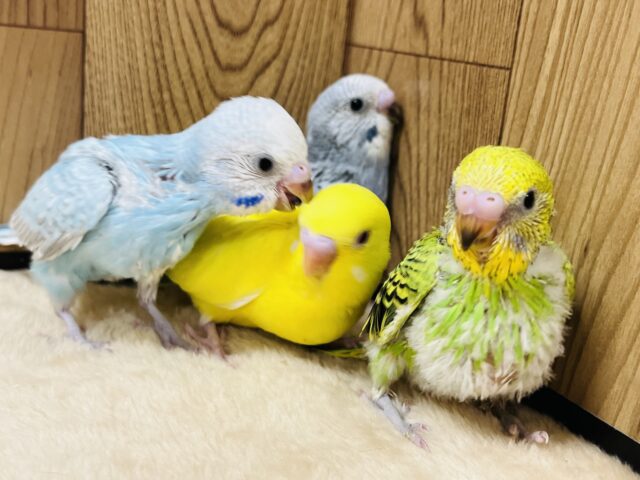 色とりどり♫セキセイインコ ヒナ