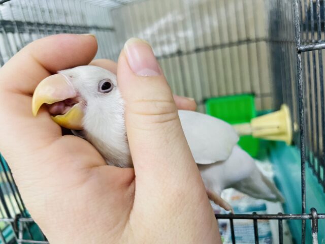 コザクラインコ（小桜インコ）