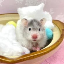 ハムなべ🍲長毛ハムスター女の子2022年12月生まれ