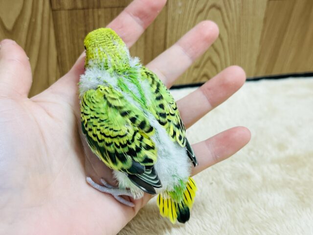 セキセイインコ