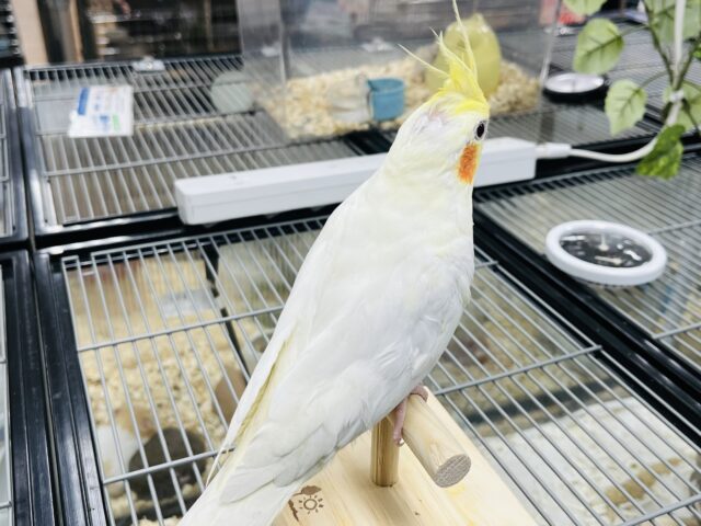 オカメインコ