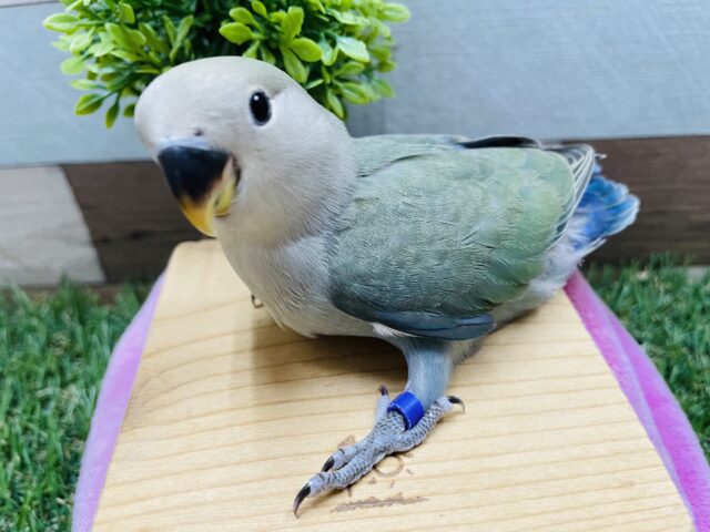 コザクラインコ（小桜インコ）