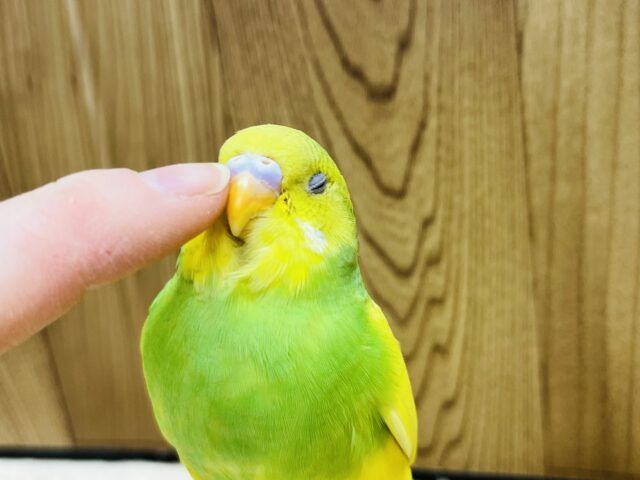 クチバシが良いの♡♡セキセイインコ(スパングルパイド)