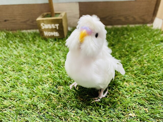 羽衣セキセイインコ