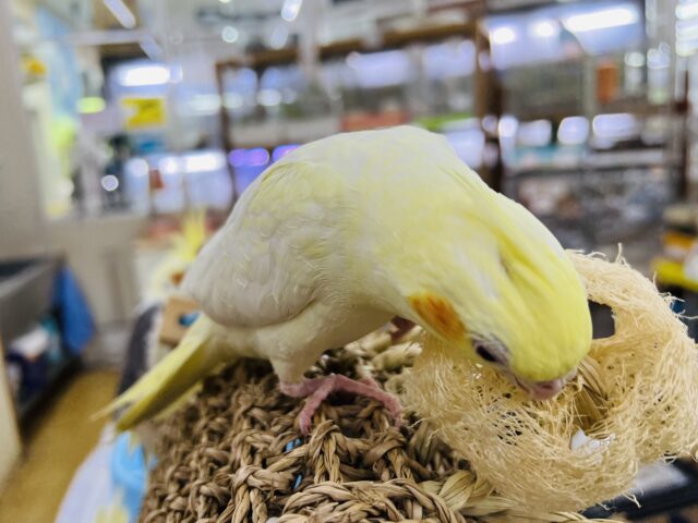 オカメインコ