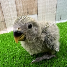 やっぱり良いよね☆小桜インコノーマル雛入舎しました！