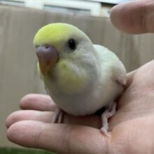 クリーム！セキセイインコ！久しぶり！
