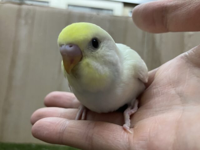 クリーム！セキセイインコ！久しぶり！