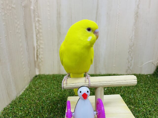 セキセイインコ