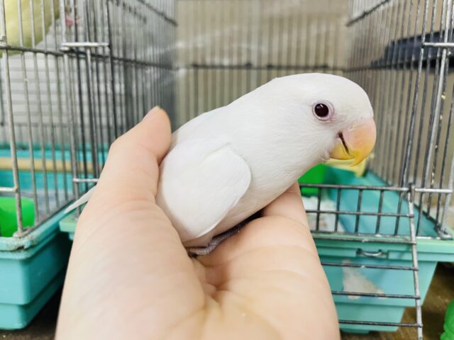 コザクラインコ（小桜インコ）