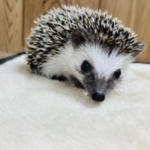 【最新動画更新🪄】いがぐりボーイ🌰ハリネズミ(ノーマル)男の子