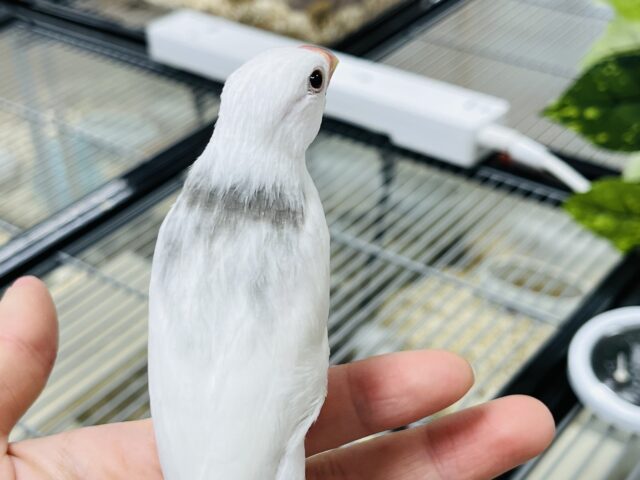 白文鳥