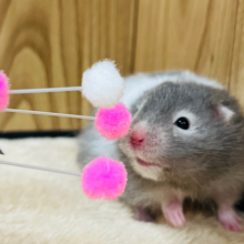 大人気ハム！！セーブルハムスター(男の子)