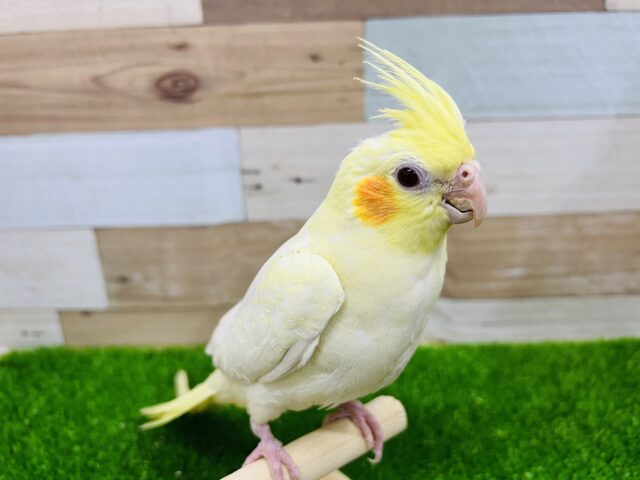 オカメインコ