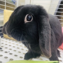 最新画像になりますよ～♪テレテレッッと恥ずかしがり屋さん♡  ホーランドロップ　ブラック　女の子