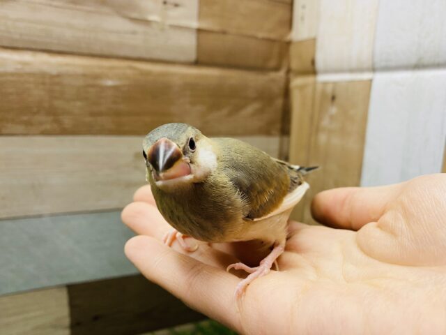 桜文鳥