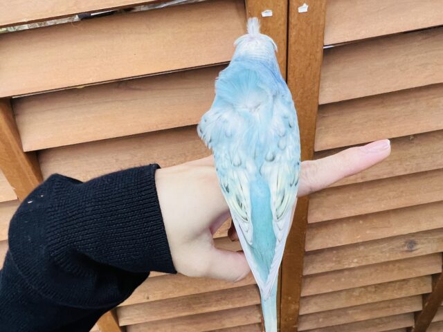 羽衣セキセイインコ