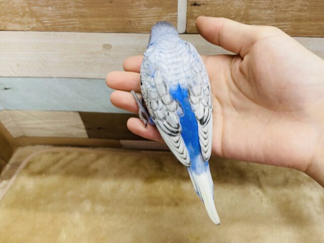 セキセイインコ