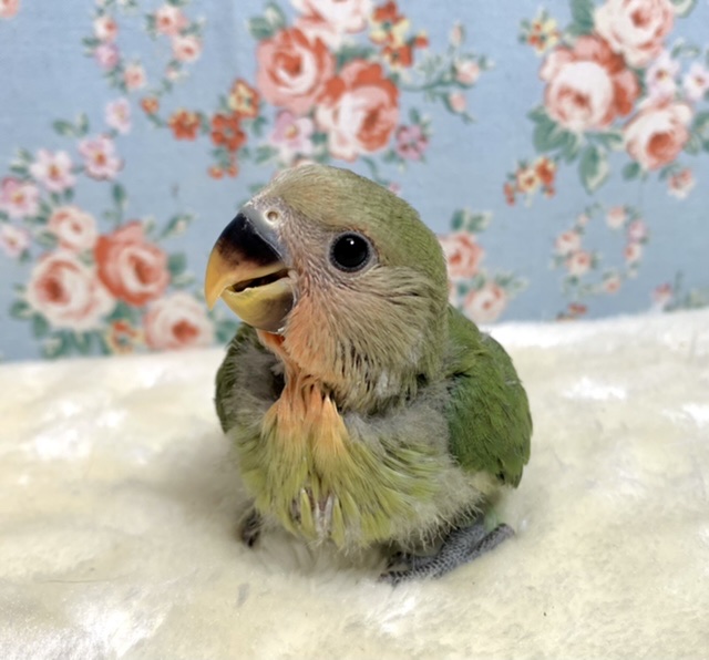 コザクラインコ ノーマル🌿  ‪ 1/5‬