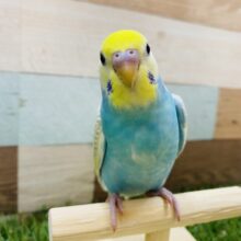 最新画像有り！色々な物に興味津々☆人気カラーのパステルレインボースパングル！