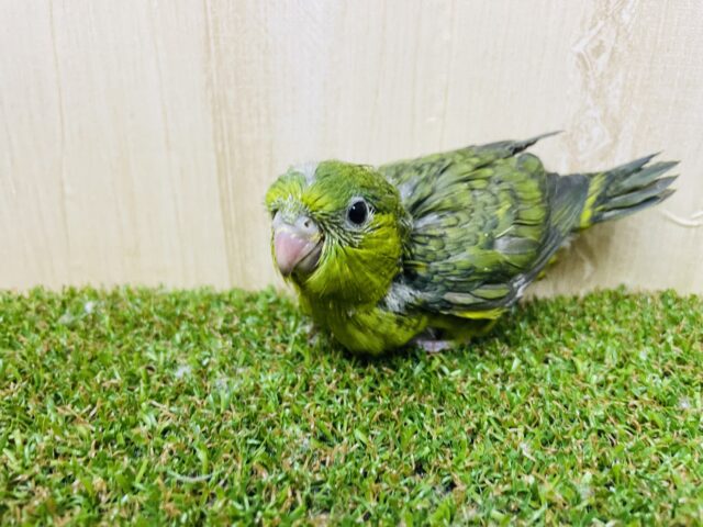 サザナミインコ