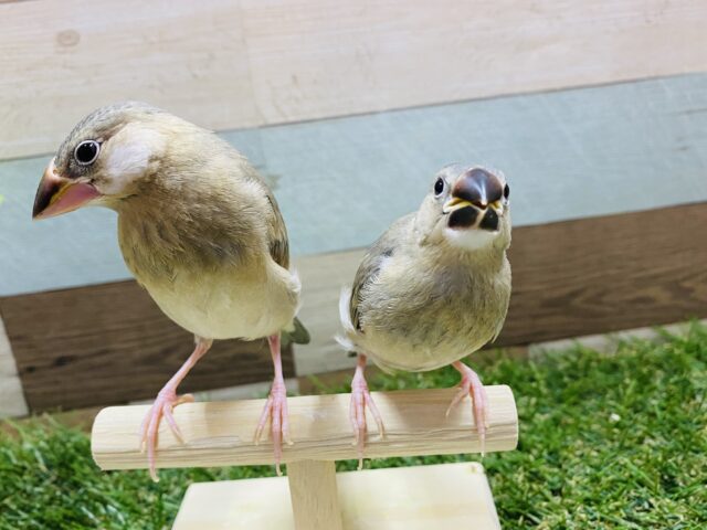 最新画像有り♪ヒナ餌卒業☆口を開けてグイグイ迫ってきます！桜文鳥♪