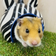 2月1日　最新画像になりますよ‼️ゴールデンハムスター9月生まれオス