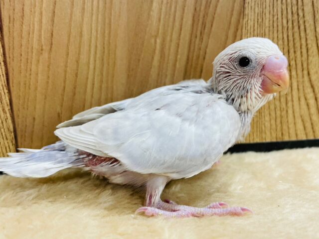 将来は甘えんぼさん？セキセイインコ(ライラック) ヒナ