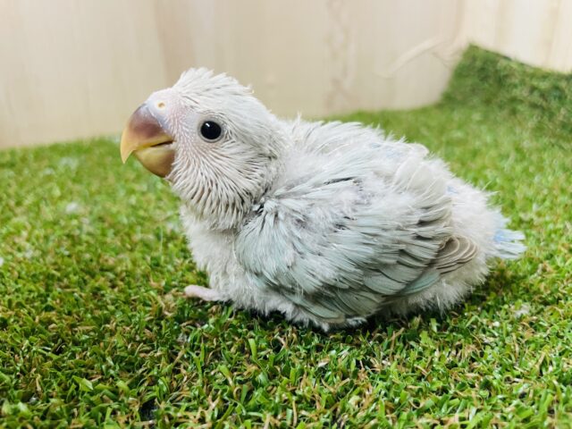 ふしぎちゃんカラー(^^) コザクラインコ　シナモン系