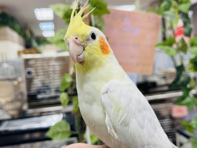 オカメインコ