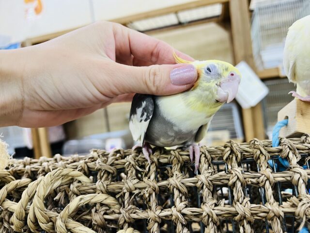 オカメインコ