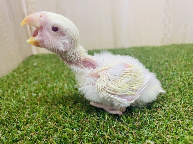 コザクラインコ（小桜インコ）