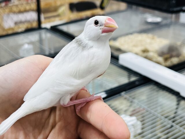 白文鳥